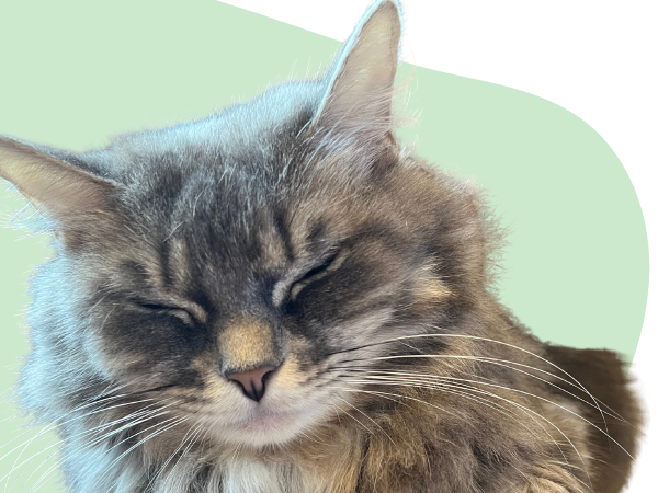 catsleeping
